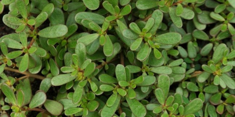 Тученица: как да съчетаем отрицателно и положително